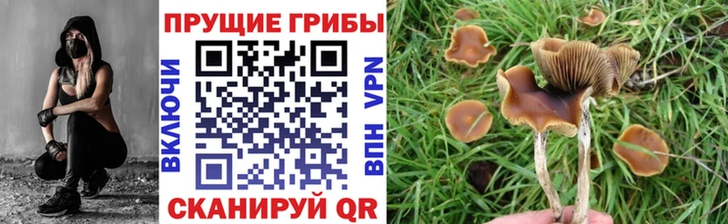 KRAKEN как войти  Еманжелинск  Галлюциногенные грибы Psilocybine cubensis 